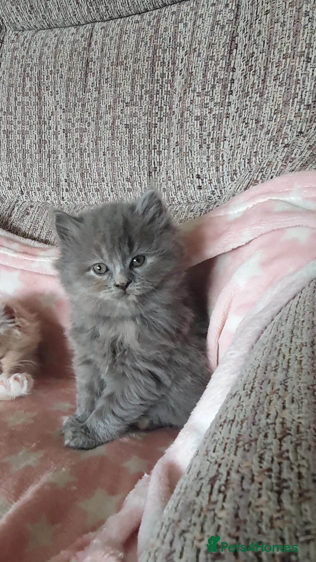 British Longhair cats for sale: Beautiful long haired kittens - Advert 2