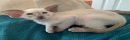 Oriental cats for sale: Stunning GCCF Reg. Lilac Point Siamese Boys - Advert 5