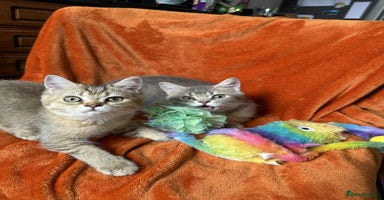 British Shorthair cats - Advert 8