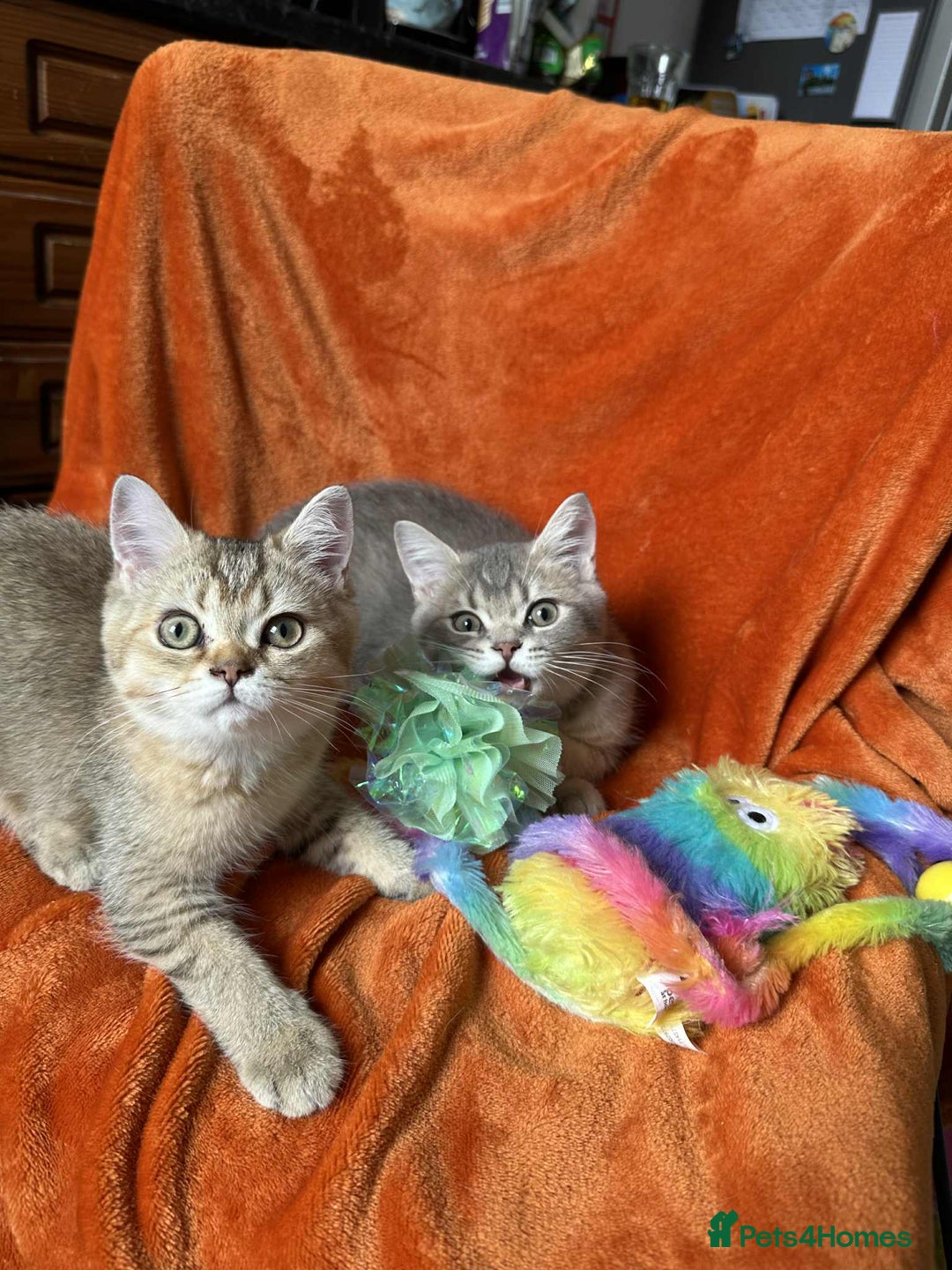 British Shorthair cats for sale: ⭐️⭐️GOLDEN BRITISH SHORTHAIR kittens👀🏠Gccf reg - Image 2