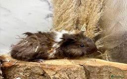 Guinea Pig rodents for sale: Baby Lunk guinea pigs available 💗 - Image 6
