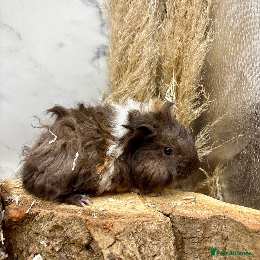 Guinea Pig rodents for sale: Baby Lunk guinea pigs available 💗 - Image 6