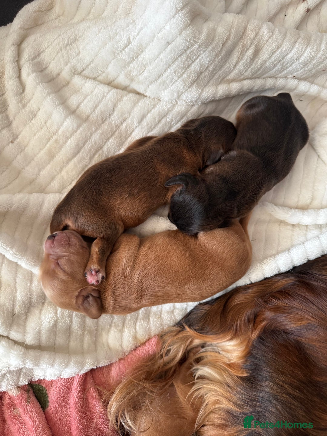 Cocker Spaniel dogs for sale: Show cocker spaniels  - Image 23