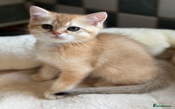 British Shorthair cats for sale: GCCF reg British Shorthair Chocolate Gold Kittens  in London - Image 25