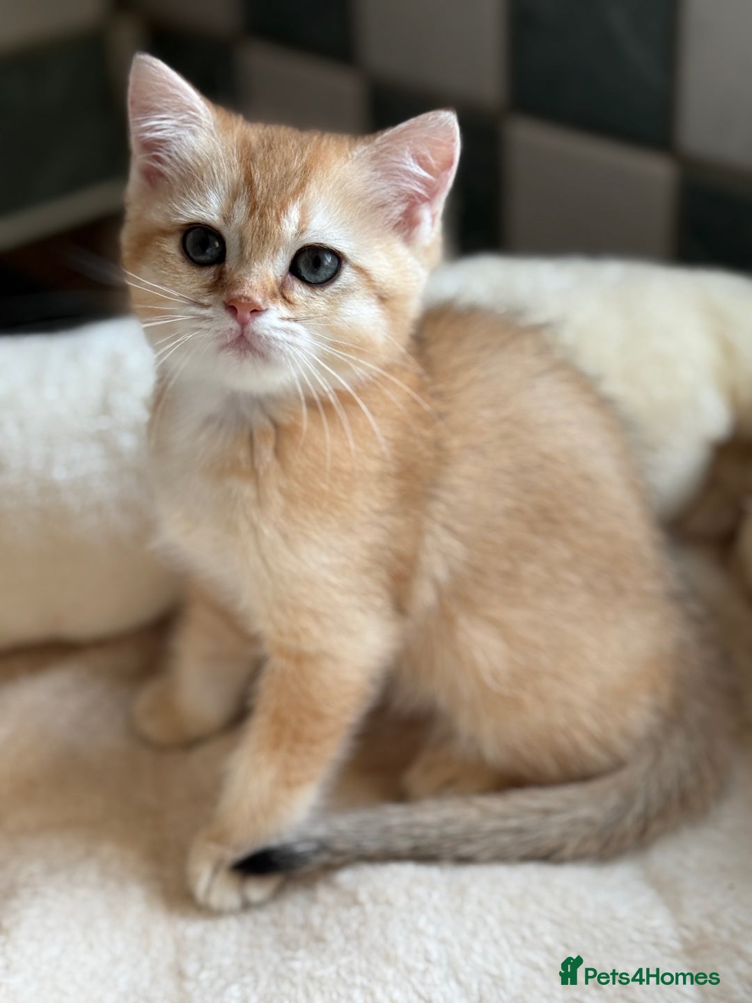 British Shorthair cats for sale: GCCF reg British Shorthair Chocolate Gold Kittens  in London - Image 25