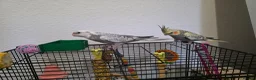 Cockatiels birds for sale: Cockatiel in Cardiff - Advert 7