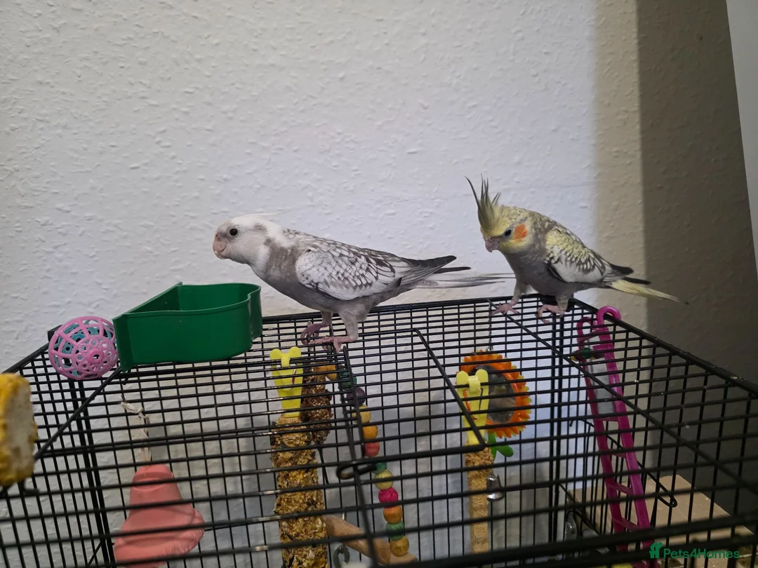 Cockatiels birds for sale: Cockatiel in Cardiff - Advert 7