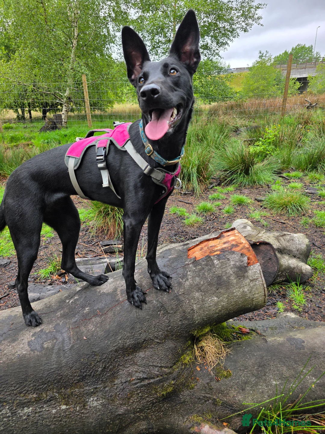 Lurcher dogs for adoption: DAPHNE, female lurcher in rescue - Advert 7