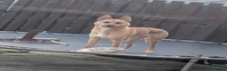 Mixed Breed dogs for stud: Belgian malinois X shep in Glasgow - Advert 6