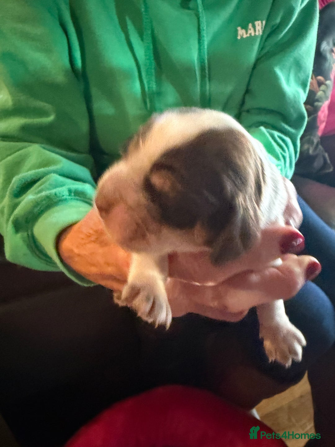 Cocker Spaniel dogs for sale: Show cocker spaniel pups - Advert 25