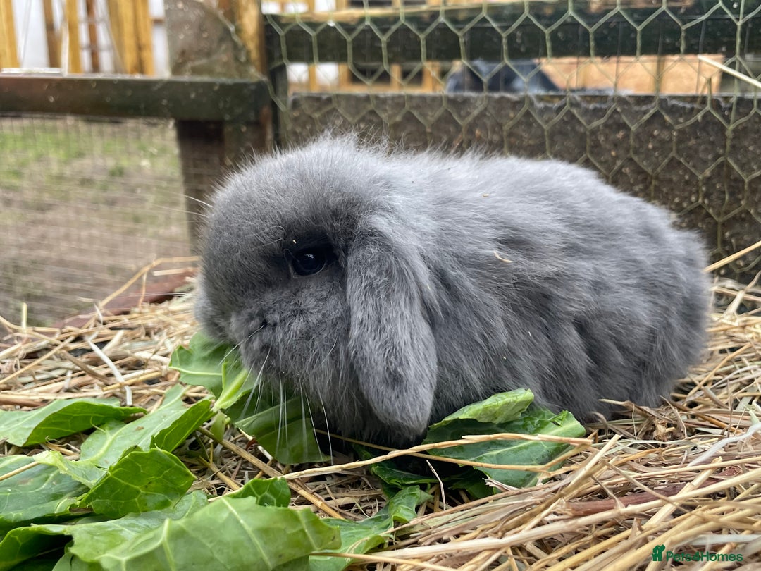 Mini Lop rabbits for sale: Beautiful mini lop babies  - Advert 32
