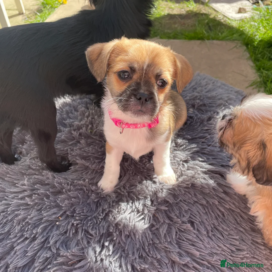 Mixed Breed dogs for sale: The girl  - Advert 6