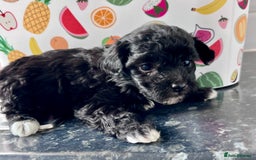 Poochon dogs for sale: Bichon and poodle mini  - Advert 5