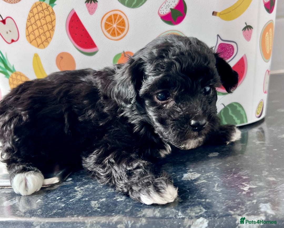 Poochon dogs for sale: Bichon and poodle mini  - Advert 5