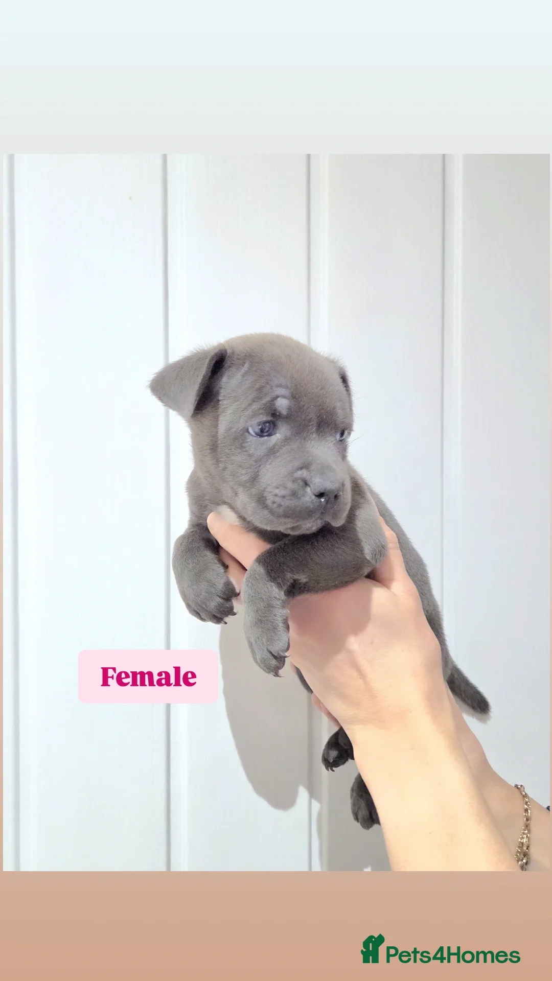 Staffordshire Bull Terrier dogs for sale: Exceptional Blue Staffordshire Bull terrier pups - Advert 7