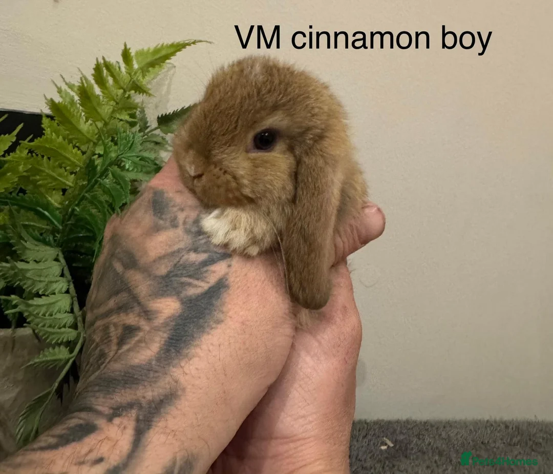 Mini Lop rabbits for sale: Stunning Mini Lops, Ready To Reserve - Advert 5