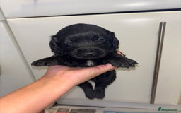 Cockapoo dogs for sale: F2 cockapoo puppies - Image 11
