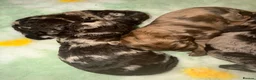 Labradoodle dogs for sale: Stunning Multigen Doodles - Advert 5