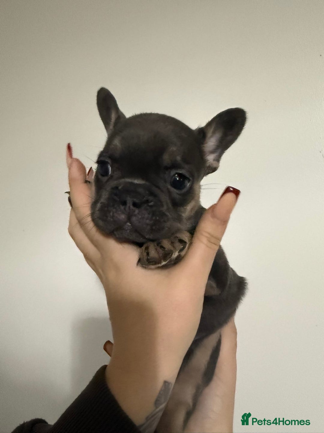 French Bulldog dogs for sale: Quality french bulldogs for sale - Advert 16