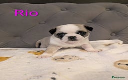 Pug dogs for sale: Pug Puppies - Image 24