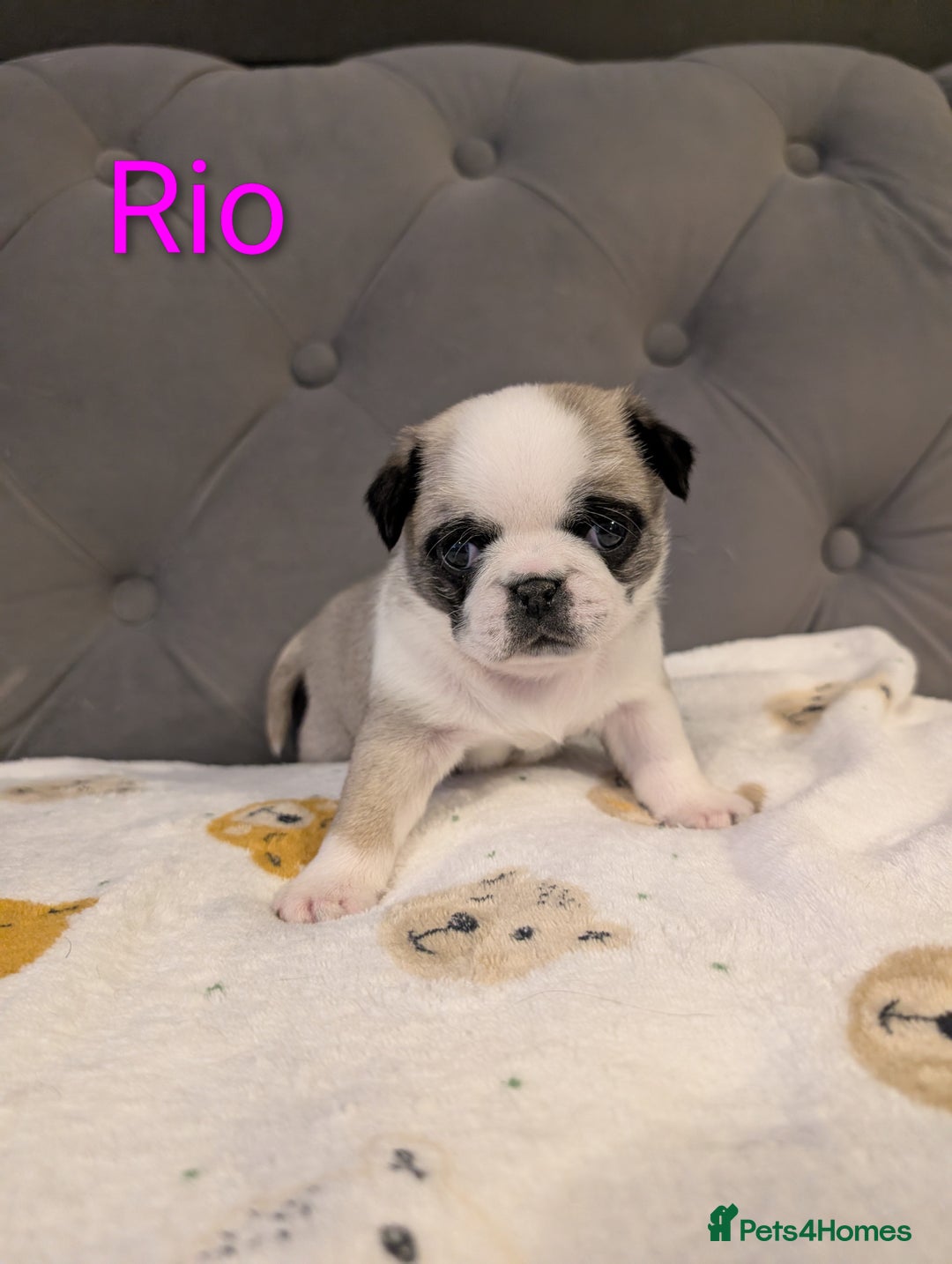 Pug dogs for sale: Pug Puppies - Image 24