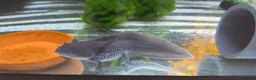 Axolotl reptiles for sale: Axolotl and full set up(including chiller) - Advert 6