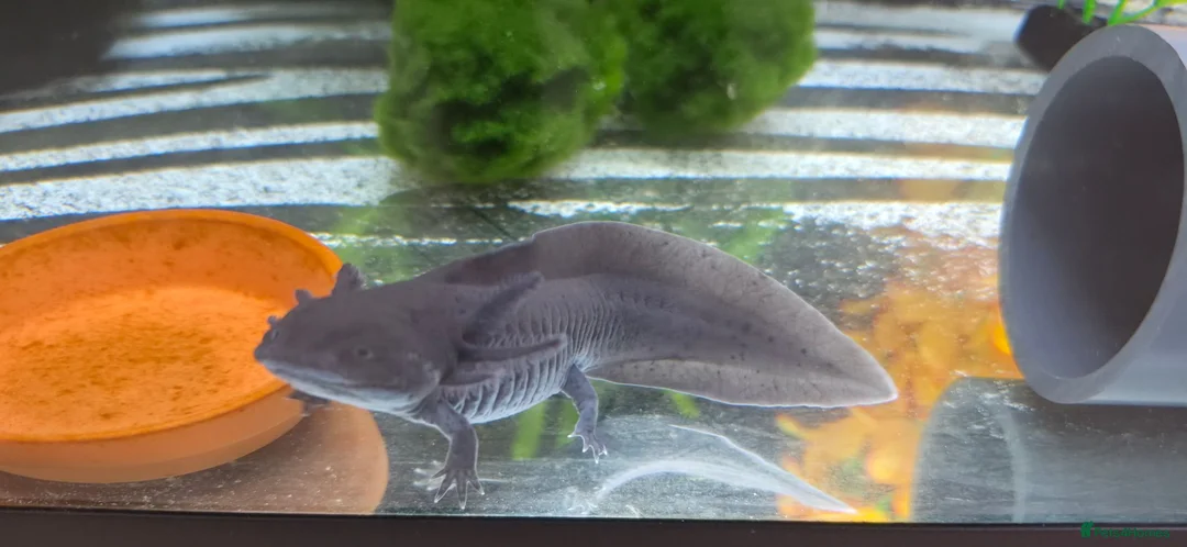 Axolotl reptiles for sale: Axolotl and full set up(including chiller) - Advert 6