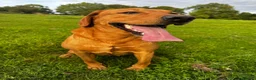 Labrador Retriever dogs for sale: 4 year old Fox red Lab - Advert 6
