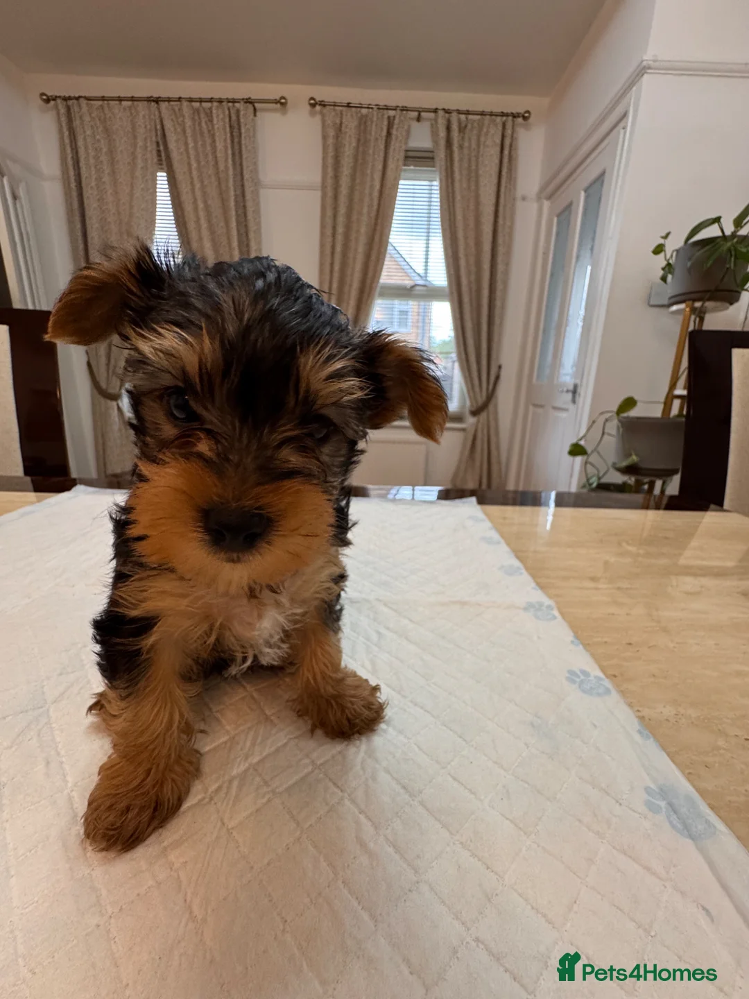 Yorkshire Terrier dogs for sale: BeautifulYorkshire Terrier Puppies –1 Boy & 1 Girl - Advert 2