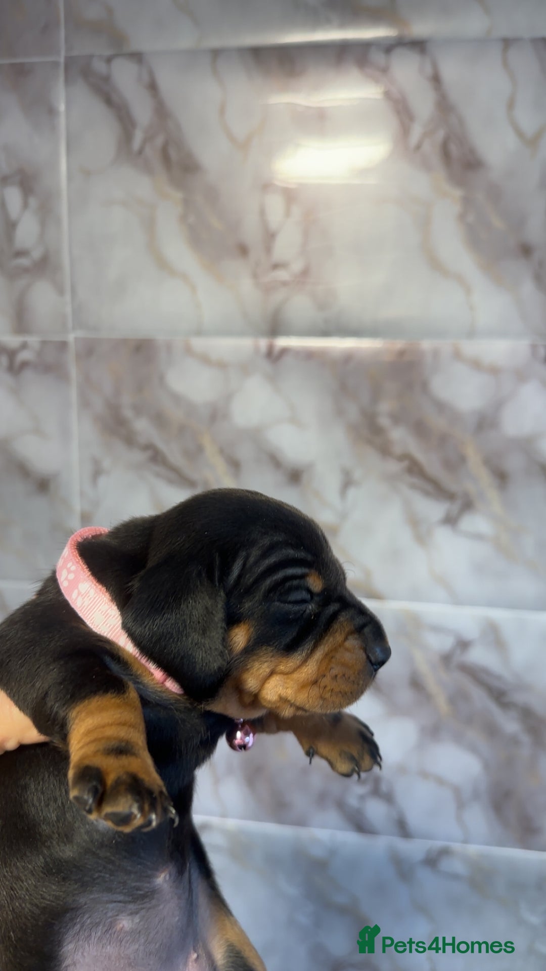 Dachshund dogs for sale: Lovely little Dashound puppies - Advert 13