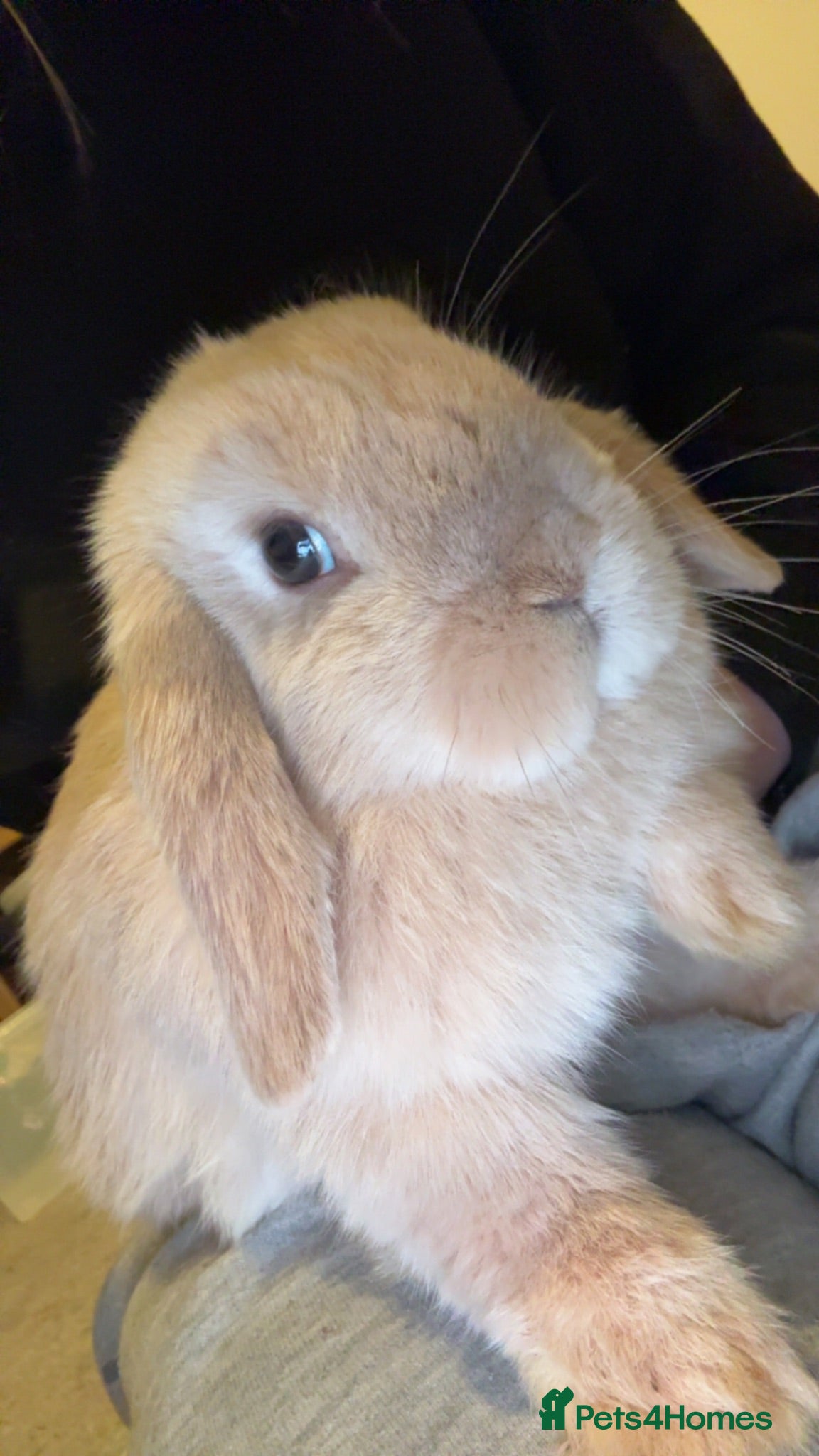 Mini Lop rabbits 6 month old mini lop buck - friendly and healthy - Advert 4