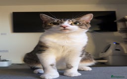 Domestic Shorthair cats for sale: Domestic Shorthair kittens  - Image 8