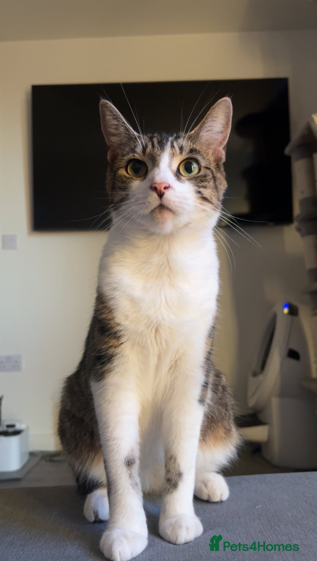 Domestic Shorthair cats for sale: Domestic Shorthair kittens  - Image 8