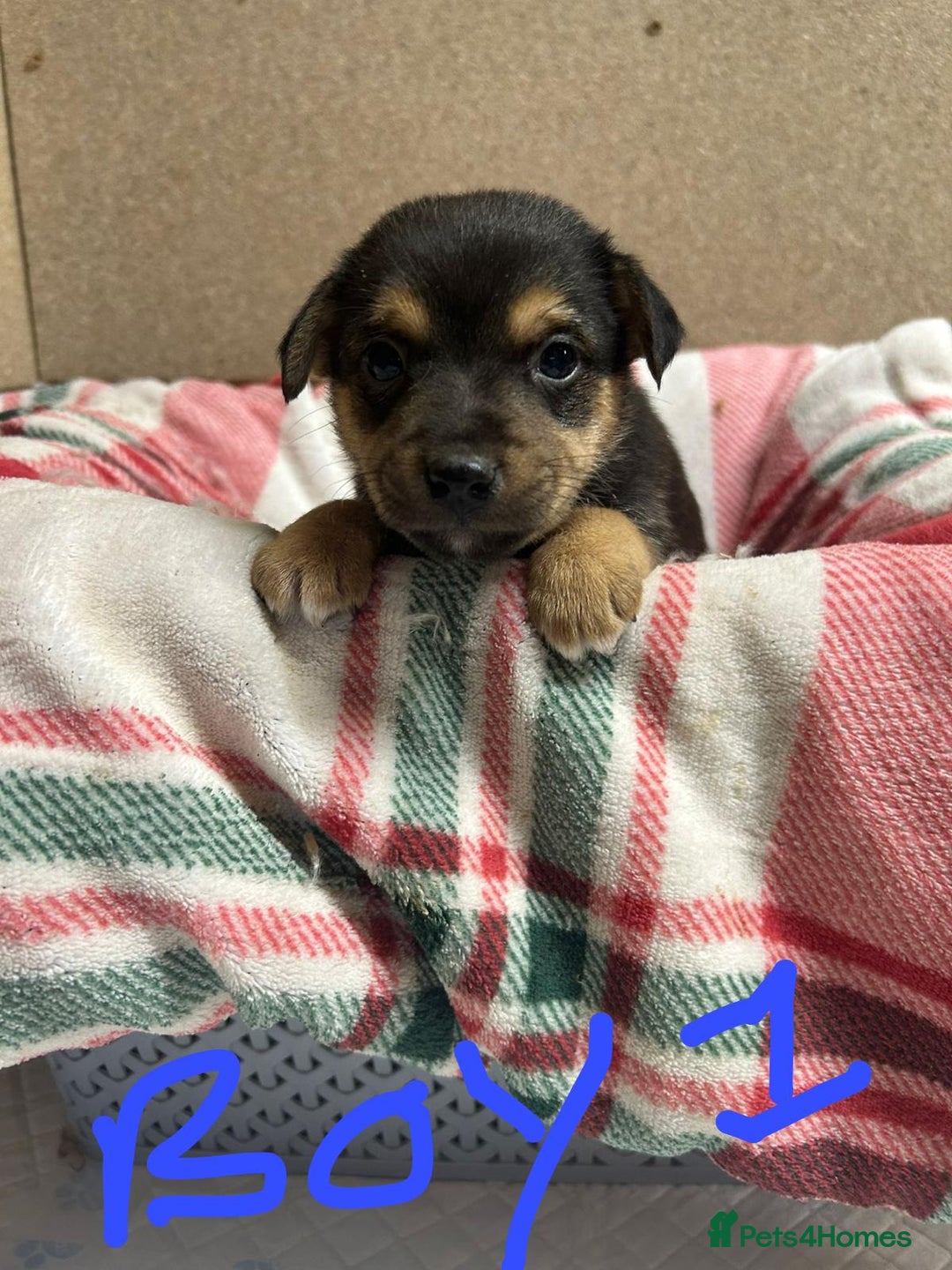 Jack Russell dogs for sale: JACK RUSSELL looking for there forever 🏠  - Advert 2