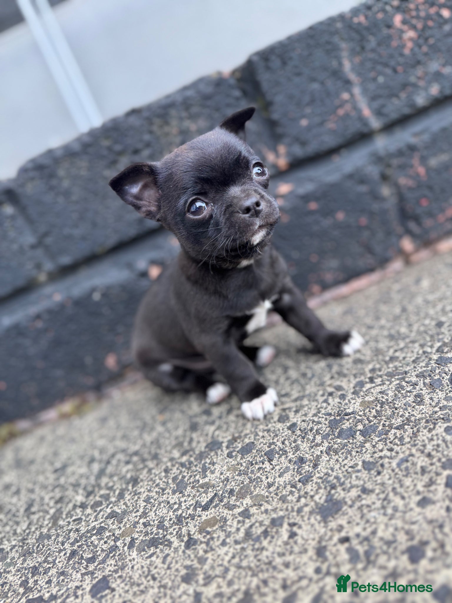 Chihuahua dogs Chihuahua puppy male for sale  - Advert 1