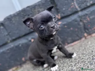 Chihuahua dogs Chihuahua puppy male for sale - Advert 1