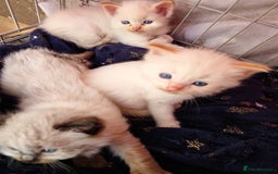 Ragdoll cats for sale: Ragdoll kittens - Image 17