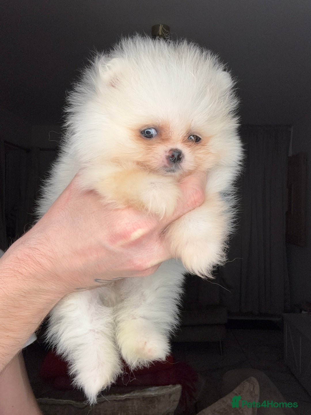 Pomeranian dogs for sale: Minature Pomeranians - Advert 5