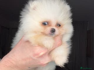 Pomeranian dogs Teddy Bear Minature Pomeranians - Advert 11
