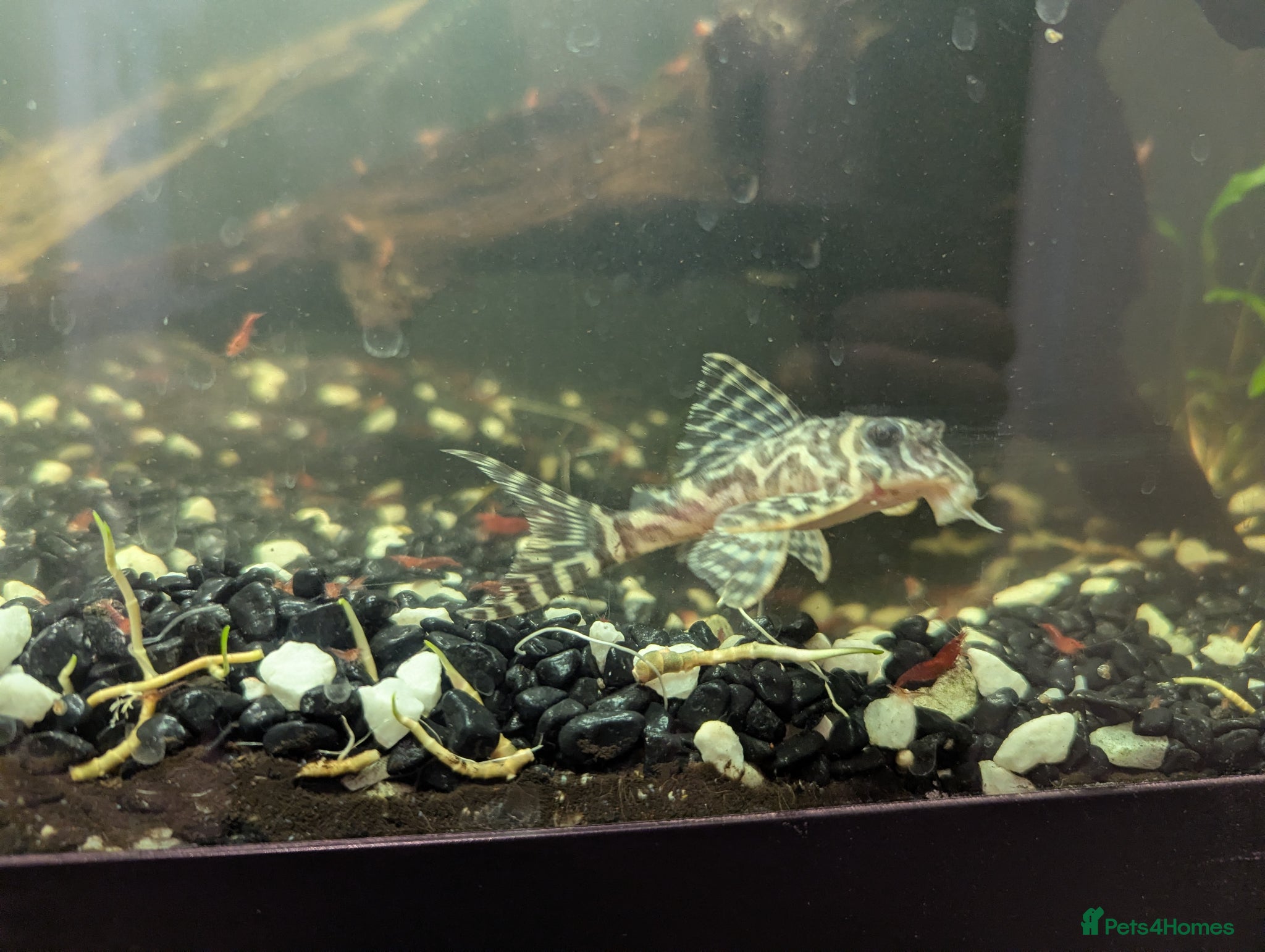 Plecos fish L236 pleco adult  - Advert 2