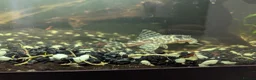 Plecos fish for sale: L236 pleco adult  in Wrexham - Advert 1