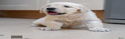 Golden Retriever dogs for sale: Champion Line Pedigree Golden Retriever Puppies - Advert 13