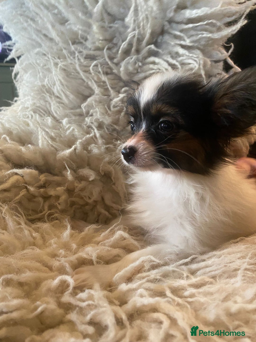 Kennel Club registered Papillons for sale in Ludlow | Pets4Homes