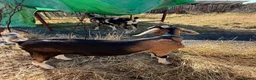 Goats livestock for sale: Toggenburg x Anglo Nubian  in Milford Haven - Advert 6