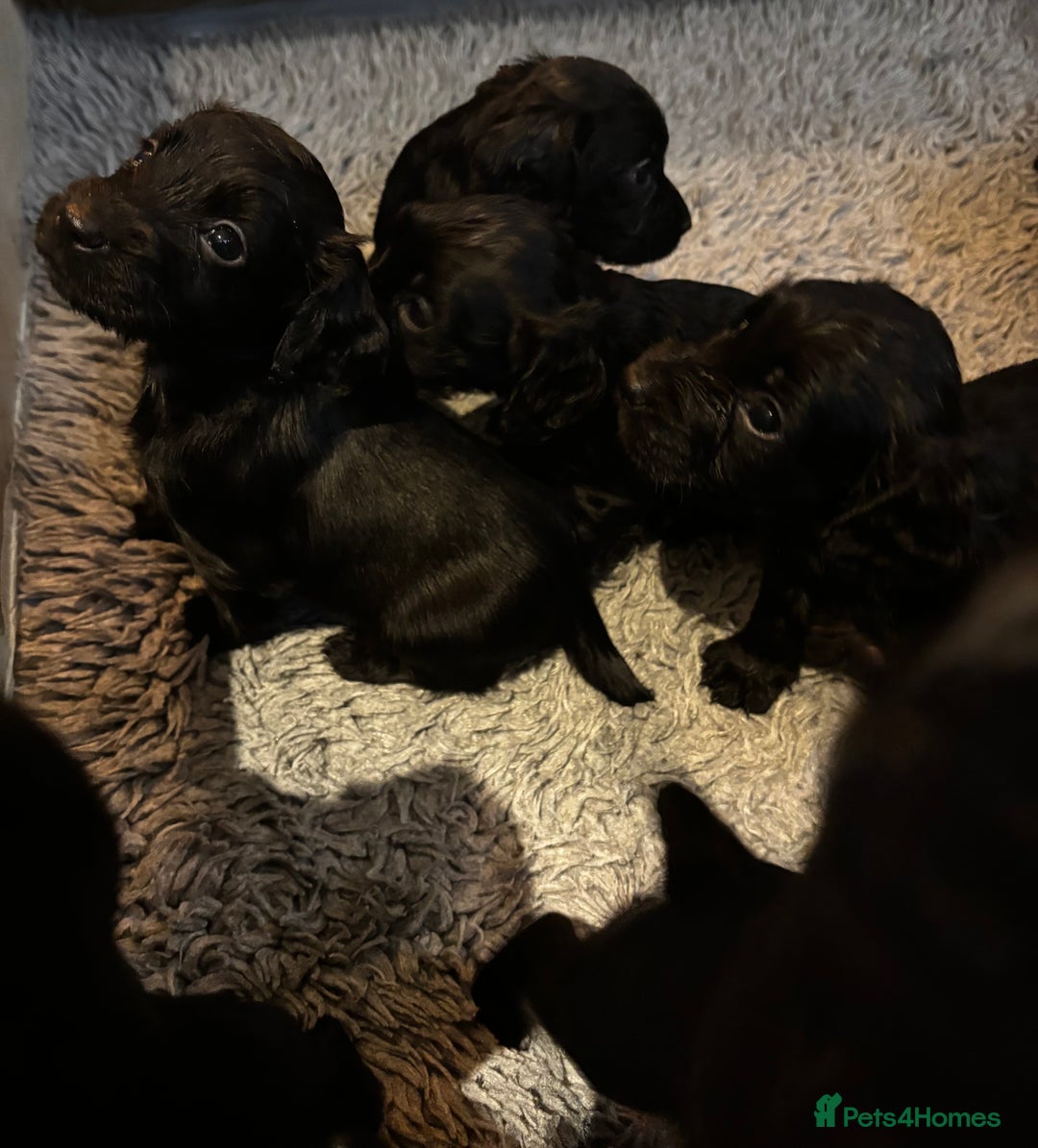 Cocker Spaniel dogs for sale: Beautiful Cocker Spaniel Pups For Sale - Image 3