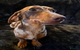 Miniature Dachshund dogs for stud: Proven, KC, PRA clear, tested, Miniature Dachshund in Hinckley - Image 4