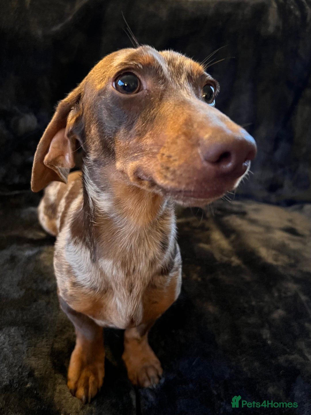 Miniature Dachshund dogs for stud: Proven, KC, PRA clear, tested, Miniature Dachshund in Hinckley - Image 4