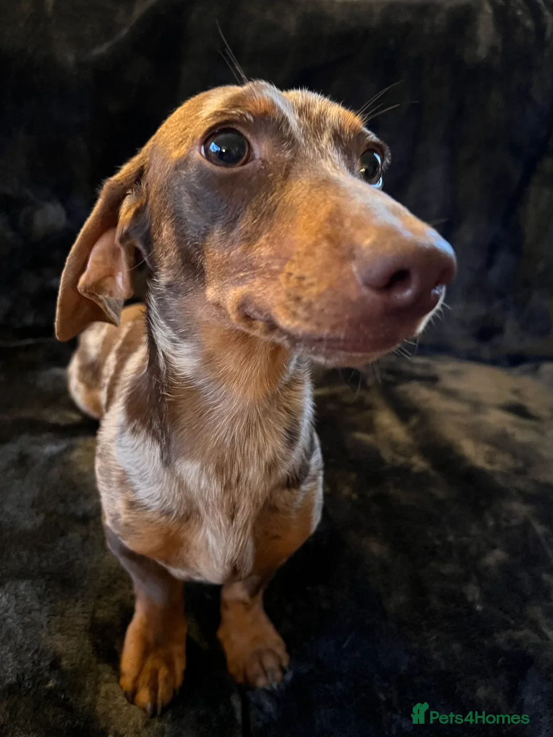 Miniature Dachshund dogs for stud: Proven, KC, PRA clear, tested, Miniature Dachshund in Hinckley - Advert 4