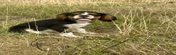 King Charles Spaniel dogs for sale:  Pure King Charles cavalier puppies  - Advert 14