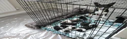 Mixed Breed dogs for sale: 8 healthy active collie pups in Cramlington - Advert 8